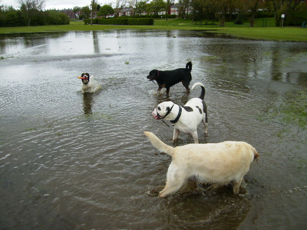 prices-scoobies-dog-day-care-in-blackpool